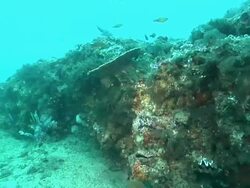 WS POV Rock ledge covered with various coral and sponges / Matola, Maputo, Mozambique Stock Footage