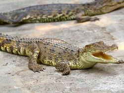 Crocodile Stock Footage