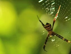 CU R/F Shot of Signature Spider (argiope anasuja) on web infront of leafs / South Africa Stock Footage