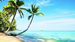 sea and coconut palm Stock Footage