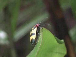 Beetle on green leaf climbing Stock Footage