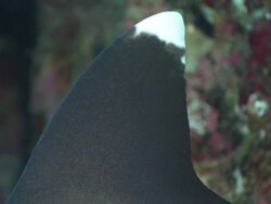 White Tip sharks dorsal fin, Costa Rica, Pacific Ocean  Stock Footage