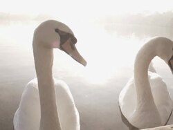 Elegant Swans On A Misty Lake Stock Footage