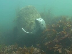Grey Seal Stock Footage