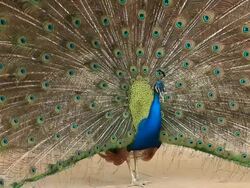 Beautiful Peacock Stock Footage