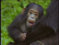 CU, Young chimpanzee (Pan troglodytes) playing with adult, Gombe Stream National Park, Tanzania Stock Footage