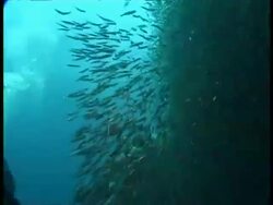 Mass of fish in underwater cave, MS, Tonga Stock Footage