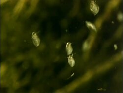 Daphnia, Water Fleas, UK Stock Footage