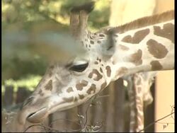 Baby giraffe born in Rome Zoo News Clip
