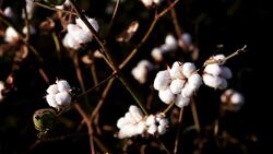 Cotton Field Close up During Sunset Stock Footage