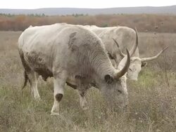 oxen in the autumn pasture Stock Footage