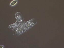 ECU Shot of amoeba crawling on surface of microscope slide searching for prey / Newcastle Emlyn, Ceredigion, United Kingdom Stock Footage