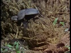 CU Dung beetle, making dung ball, Kenya Stock Footage