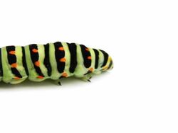 Caterpillar Stock Footage