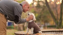 Man and Dog outdoors,playing Stock Footage