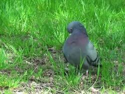 Pigeon Stock Footage