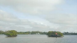 Flock of Birds on wetland in south Florida Stock Footage