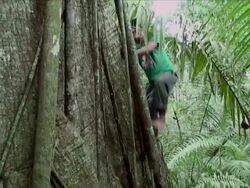 Man of the tribe of Mosetenes climbing a tree called "mapajo" Bolivia, Amazon Stock Footage