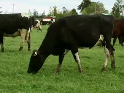 T/L Guernsey Cow Herd grazing in field Stock Footage