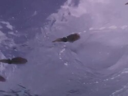 Reef squid (Sepioteuthis sepioidea) in line above camera, Roatan Island, Honduras  Stock Footage