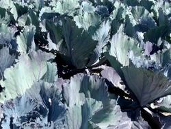 MS Field of red cabbage / Koblenz, Rhineland-Palatinate, Germany Stock Footage