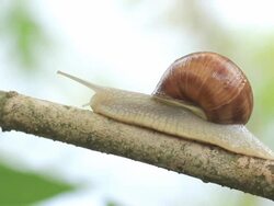 snail on a branch Stock Footage