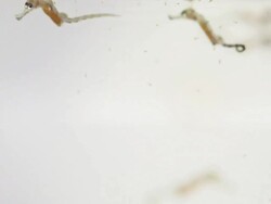 Juvenile Hippocampus Swimming and Feeding Stock Footage