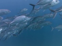 MS Large pod of Jacks swimming / Guanacaste, Costa Rica Stock Footage