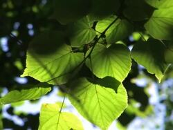 Green leaves Stock Footage