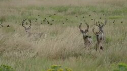 HD video Mule deer walk through Colorado grasslands and foothills Stock Footage