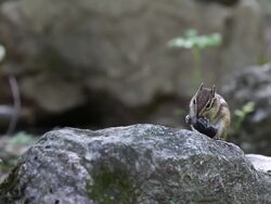 CU PAN Shot of Squirrel eating acorn on rock / Wonju, Gangwondo, South Korea Stock Footage