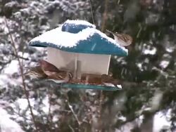 Bird Feed Winter Stock Footage