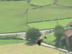 Vulture In Flight Stock Footage