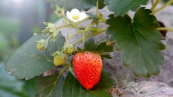 strawberry Stock Footage