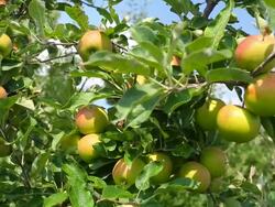 Fresh apples Stock Footage