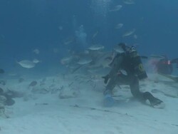 MS TS Man hand feeding bull shark / Playa del Carmen, Isla Mujeres, Mexico Stock Footage