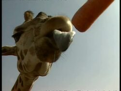 CU low angle, giraffe bending down to camera, taking carrot with tongue Stock Footage