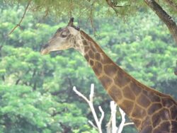 giraffe standing walking in the zoo Stock Footage