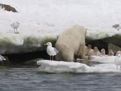 WS ZO View of Polar Bear eating remains of minke whale and birds nearby / Svalbard, Spitsbergen, Norway Stock Footage