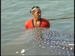Whale shark found dead in Manila Bay Instructional Video