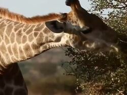 Wildlife in Kruger National Park Stock Footage