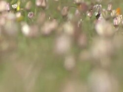 WS R/F View of Namaqualand daisies with closed buds / Namaqualand, Northern Cape, South Africa Stock Footage