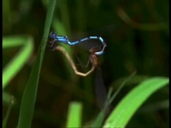 MCU 2 Damselflies (Enallagma cyathigerum) mating, forming heart shape, England Stock Footage