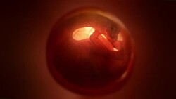 A dinosaur embryo develops inside an egg. Stock Footage
