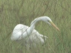 White egret 109 Stock Footage