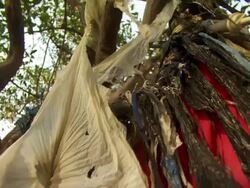  boles like a canvas / Conakry, Guinea Stock Footage