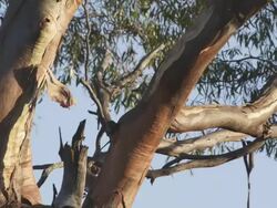 MS Tree midsection leaves moving in wind / Charles Darwin Reserve, Western Australia, Australia   Stock Footage