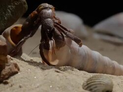 Hermit crab changing shell:close-up Stock Footage