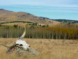 Longhorn Cattle skull in open pasture western concept Stock Footage