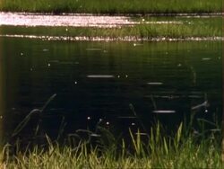 WA Dragonflies fly over lake, USA Stock Footage